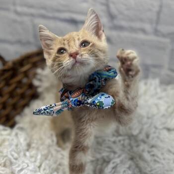 New York Minute -  Domestic Short Hair Cat for Adoption in Harrisonburg, Virginia - New York Minute | PetCurious