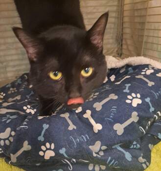 Rescue Domestic Short Hair Cats for Adoption in Palgrave, Ontario - Kovu | PetCurious