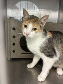 Shell -  Domestic Short Hair Cat for Adoption in Lafayette, Indiana - Shell | PetCurious