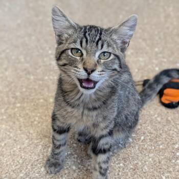 Spunky -  Domestic Short Hair Cat for Adoption in Sonoma, California - Spunky | PetCurious