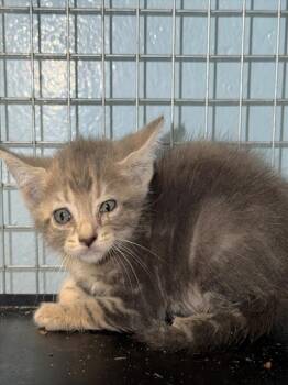 Domestic Short Hair Cats Available for Adoption in Fort Myers, Florida - DANNY | PetCurious