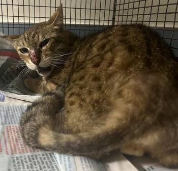 Egyptian Mau Cats Available for Adoption - IZZIE | PetCurious