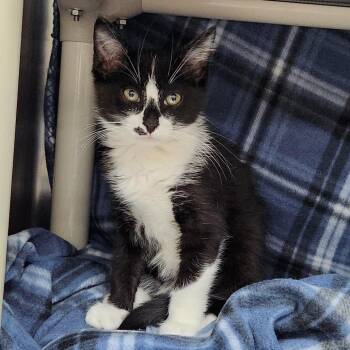 Fork -  Domestic Medium Hair Cat for Adoption in Walker, Michigan - Fork | PetCurious
