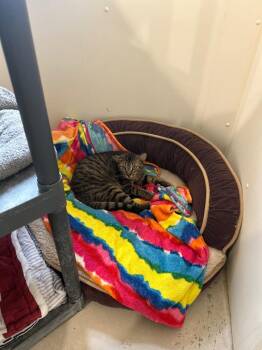 Henry -  Domestic Short Hair Cat for Adoption in Bourbonnais, Illinois - Henry | PetCurious