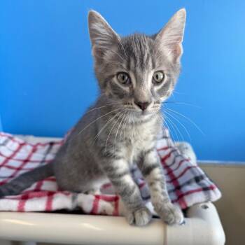 Jet -  Domestic Short Hair Cat for Adoption in Mankato, Minnesota - Jet | PetCurious
