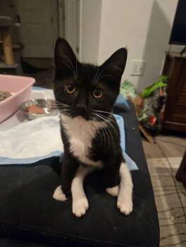 Ariel -  Domestic Short Hair Cat for Adoption in Lincoln Park, New Jersey - Ariel | PetCurious
