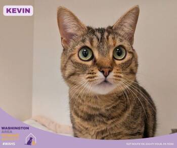 Domestic Short Hair Cats Available for Adoption in Eighty Four, Pennsylvania - Kevin | PetCurious