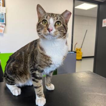 American Shorthair Cats Available for Adoption - Sam | PetCurious