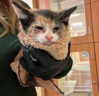 A1915363 -  Domestic Short Hair Cat for Adoption in Thousand Palms, California - A1915363 | PetCurious
