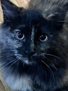 Rescue Domestic Medium Hair Cats for Adoption in Longmont, Colorado - Truffles | PetCurious
