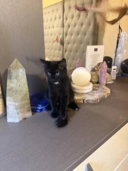 Moonlight -  Bombay and Domestic Medium Hair Cat for Adoption in Liverpool, Texas - Moonlight | PetCurious