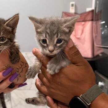 PATOOTIE -  Domestic Medium Hair Cat for Adoption in West Palm Beach, Florida - PATOOTIE | PetCurious