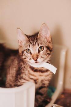 92495a Diego -  Domestic Short Hair Cat for Adoption in North Charleston, South Carolina - 92495a Diego | PetCurious