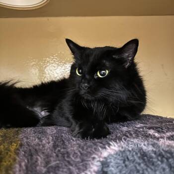 Toast -  Domestic Medium Hair Cat for Adoption in Spokane, Washington - Toast | PetCurious