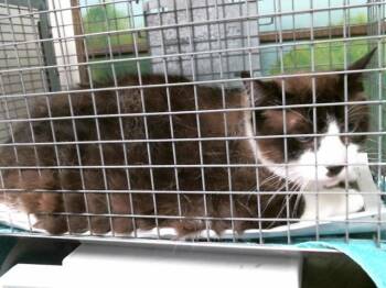 CHOCOLATE -  Domestic Short Hair Cat for Adoption in Houston, Texas - CHOCOLATE | PetCurious