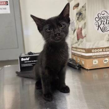 Domestic Short Hair Cats Available for Adoption in Ontario, California - CEDAR | PetCurious