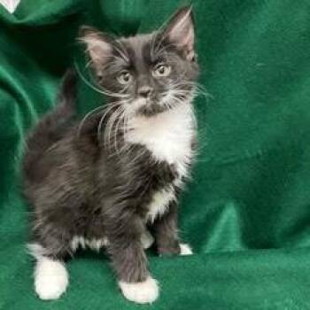 Rescue Tuxedo Cats for Adoption in Green Valley, Arizona - Liko | PetCurious