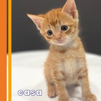 Casa -  Domestic Short Hair Cat for Adoption in Cumming, Georgia - Casa | PetCurious