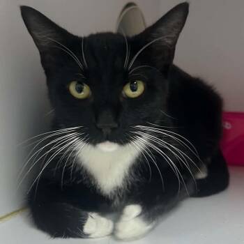 Leslie-3933 -  Domestic Short Hair Cat for Adoption in Tyler, Texas - Leslie-3933 | PetCurious