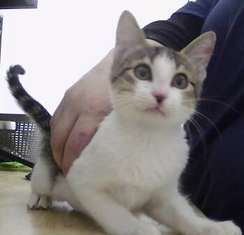 Domestic Short Hair Cats Available for Adoption in Dayton, Minnesota - Shiloh | PetCurious