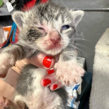 Wafer -  Domestic Short Hair Cat for Adoption - Wafer | PetCurious