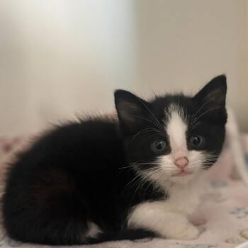 Domestic Medium Hair Cats Available for Adoption in San Pablo, California - Venus | PetCurious