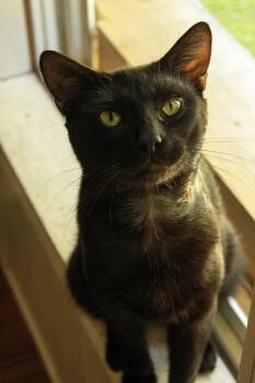 Vader -  Domestic Short Hair Cat for Adoption in Ona, West Virginia - Vader | PetCurious