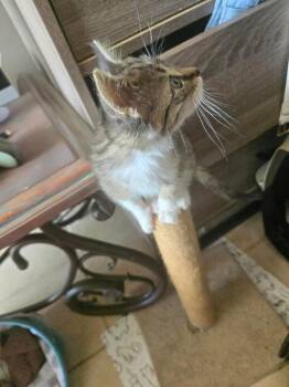 Sage -  Domestic Short Hair Cat for Adoption in Shawnee, Oklahoma - Sage | PetCurious