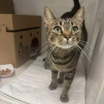 Domestic Short Hair Cats Available for Adoption - Abbie | PetCurious
