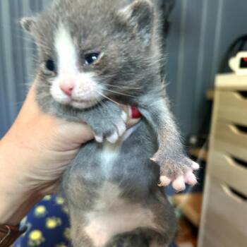 Paprika -  Domestic Short Hair Cat for Adoption in Waynesville, North Carolina - Paprika | PetCurious