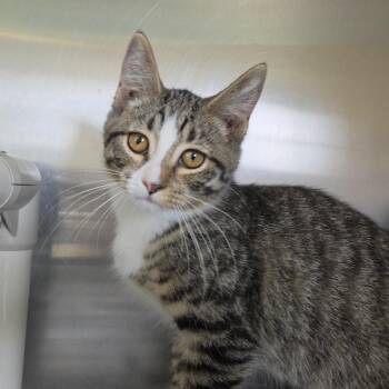 Marsha -  Domestic Short Hair Cat for Adoption in Rock Falls, Illinois - Marsha | PetCurious