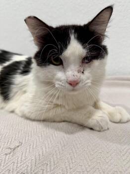 Domestic Medium Hair Cats Available for Adoption - Sylvester | PetCurious