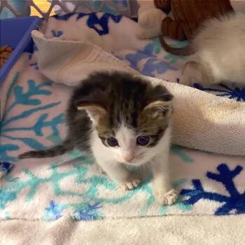Oz -  Domestic Short Hair Cat for Adoption in Lynchburg, Virginia - Oz | PetCurious