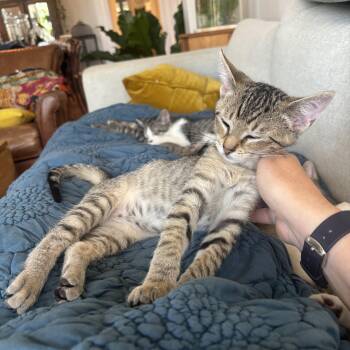 General Krang -  Domestic Short Hair Cat for Adoption in Chicago, Illinois - General Krang | PetCurious