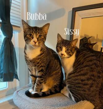 Rescue Domestic Short Hair Cats for Adoption in Buffalo, New York - Bubba And Sissy | PetCurious