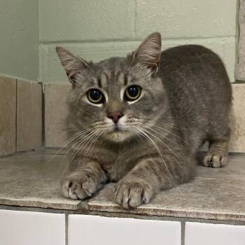 Domestic Short Hair Cats Available for Adoption in Eureka Springs, Arkansas - Tripper | PetCurious