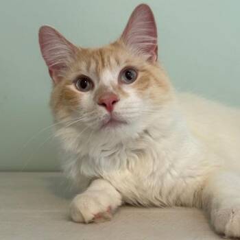 Domestic Medium Hair Cats Available for Adoption in Sweetwater, Tennessee - Cap