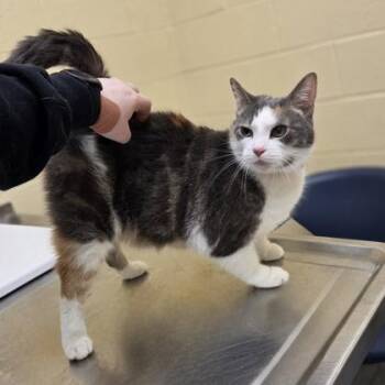 Domestic Short Hair Cats Available for Adoption in Westland, Michigan - Oriana | PetCurious