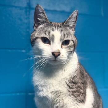 Domestic Short Hair Cats Available for Adoption - Snowball | PetCurious