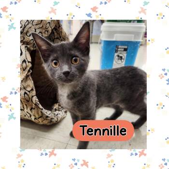 Tennille -  Domestic Short Hair Cat for Adoption in Warren, Ohio - Tennille | PetCurious