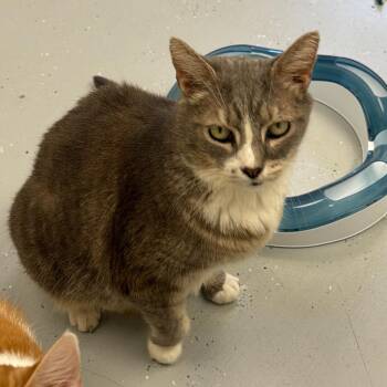 George -  Domestic Short Hair Cat for Adoption in Blairsville, Georgia - George | PetCurious