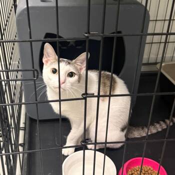 Elsa -  Domestic Short Hair Cat for Adoption in Houston, Texas - Elsa | PetCurious