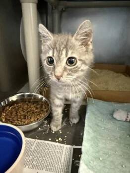 Jean Grey -  Domestic Short Hair Cat for Adoption in Morristown, New Jersey - Jean Grey | PetCurious