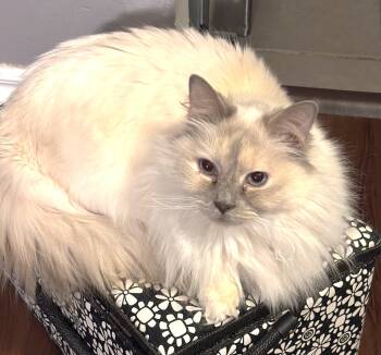 Daisy -  Ragdoll Cat for Adoption in Hamilton, Ontario - Daisy | PetCurious