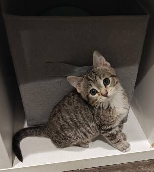 Griffen -  Domestic Short Hair Cat for Adoption in Bloomsdale, Missouri - Griffen | PetCurious