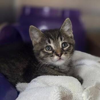 Agent Cody Banks -  Domestic Short Hair Cat for Adoption in Westland, Michigan - Agent Cody Banks | PetCurious