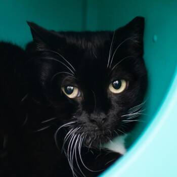 Domestic Short Hair Cats Available for Adoption in Middletown, Rhode Island - Lydia | PetCurious