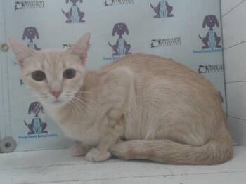 INDIRA -  Domestic Short Hair Cat for Adoption in Orlando, Florida - INDIRA | PetCurious