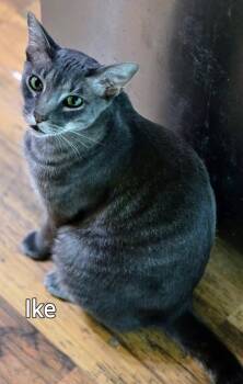 Ike -  Domestic Short Hair Cat Available for Adoption in The Woodlands, Texas - Ike | PetCurious