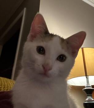 Ruby -  American Shorthair Cat for Adoption in Darien, Georgia - Ruby | PetCurious